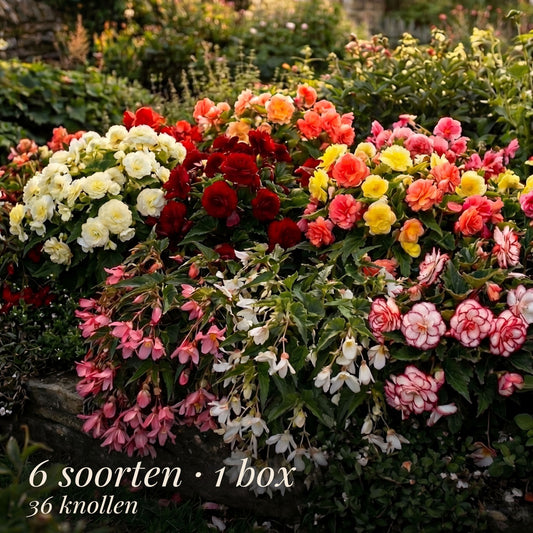 Begonia Summer Garden Collection