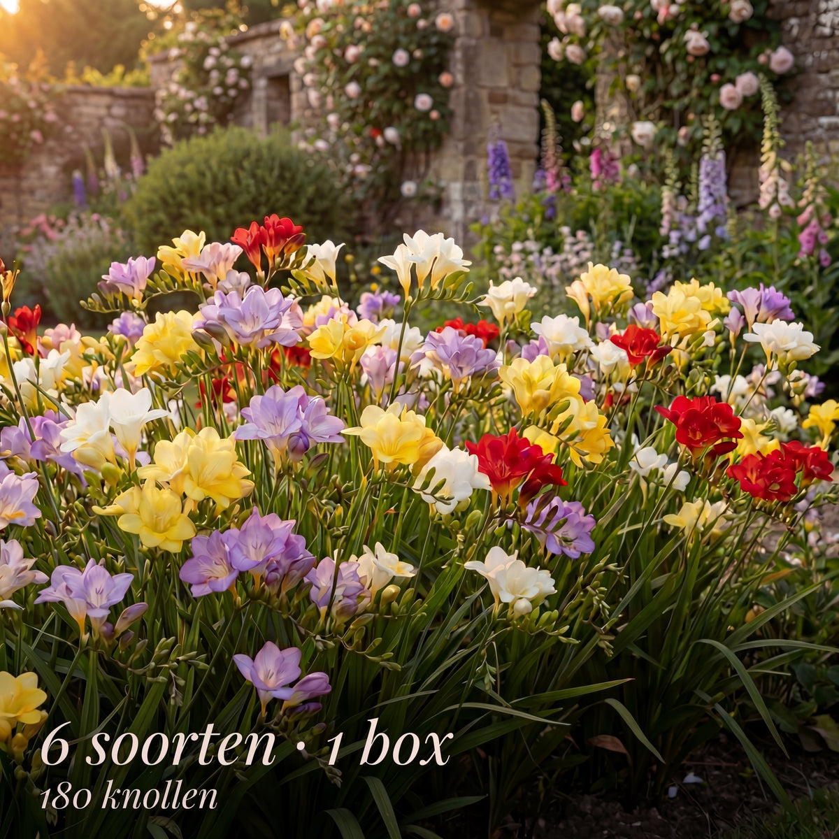 Freesia Summer Garden Collection