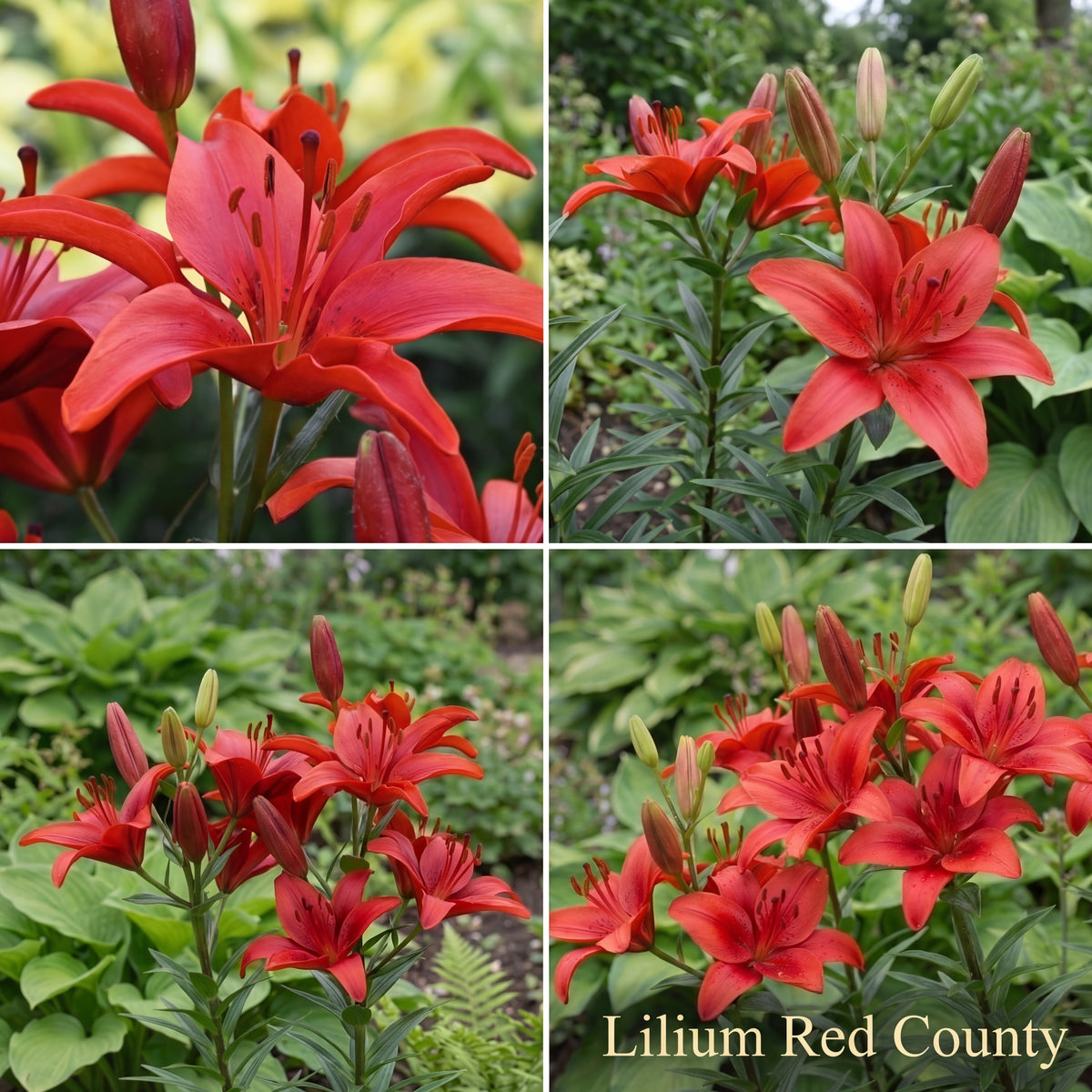 Lily Summer Garden Collection