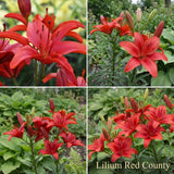 Lily Summer Garden Collection