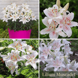 Lily Summer Garden Collection