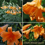 Lily Summer Garden Collection