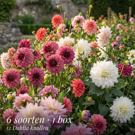 Dahlia Summer Garden Box