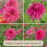 Dahlia Summer Garden Box