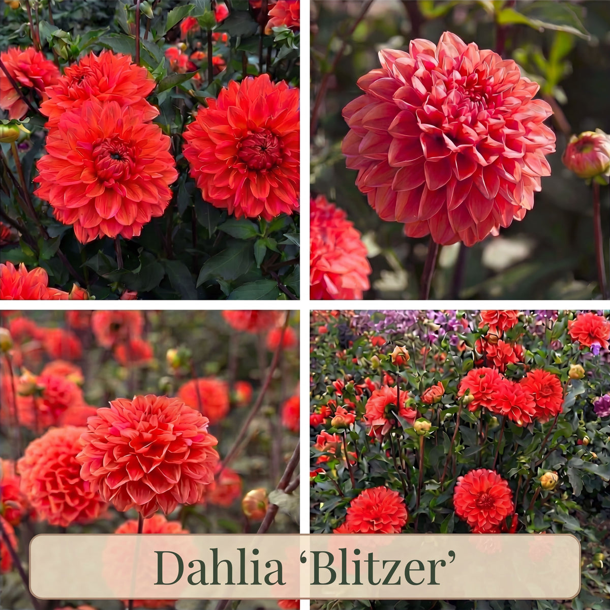 Dahlia Summer Garden Box