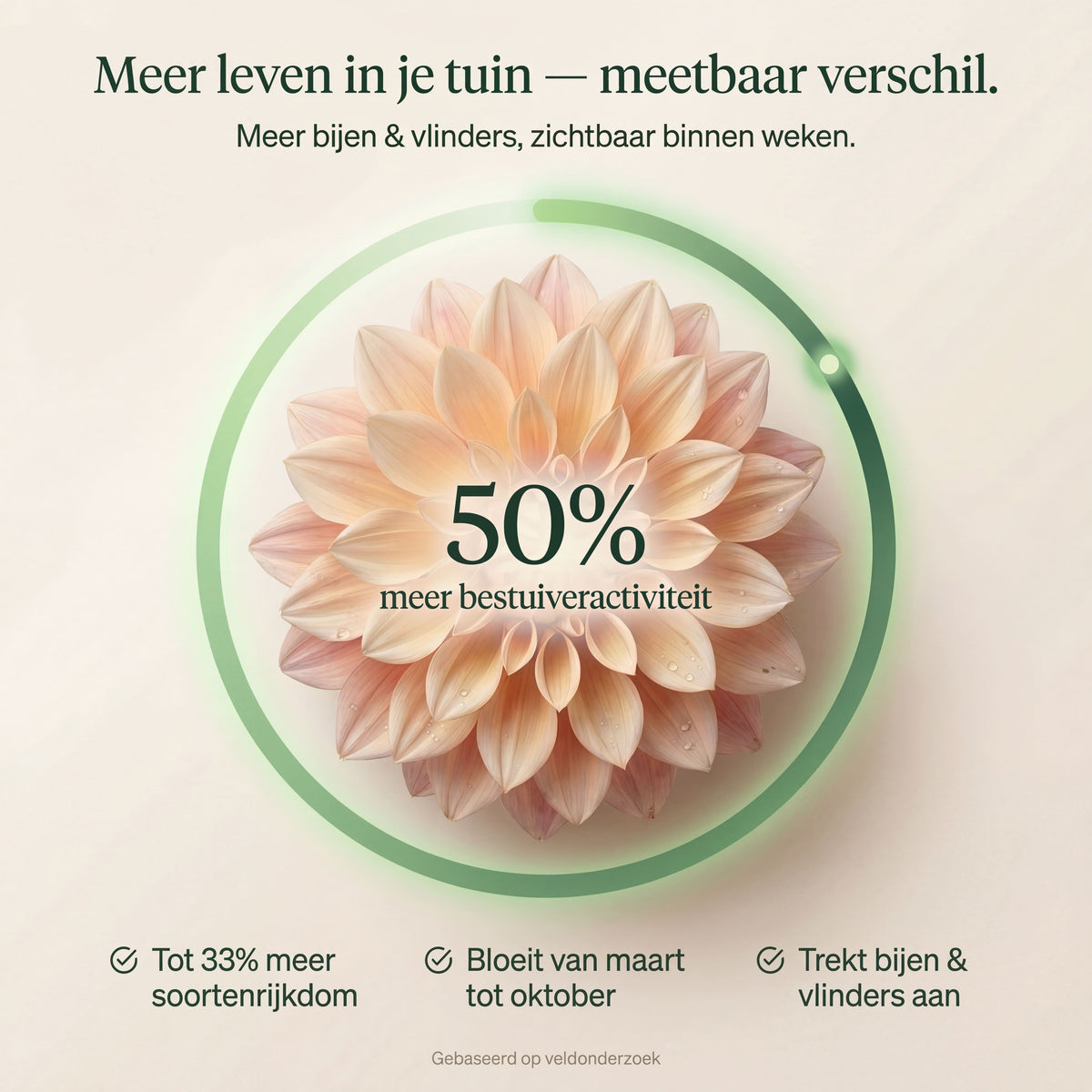 Bee Hotel with Freesia Bulbs