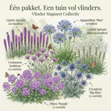 Collection Butterfly Magnet