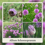 Collection Bee Buffet Garden