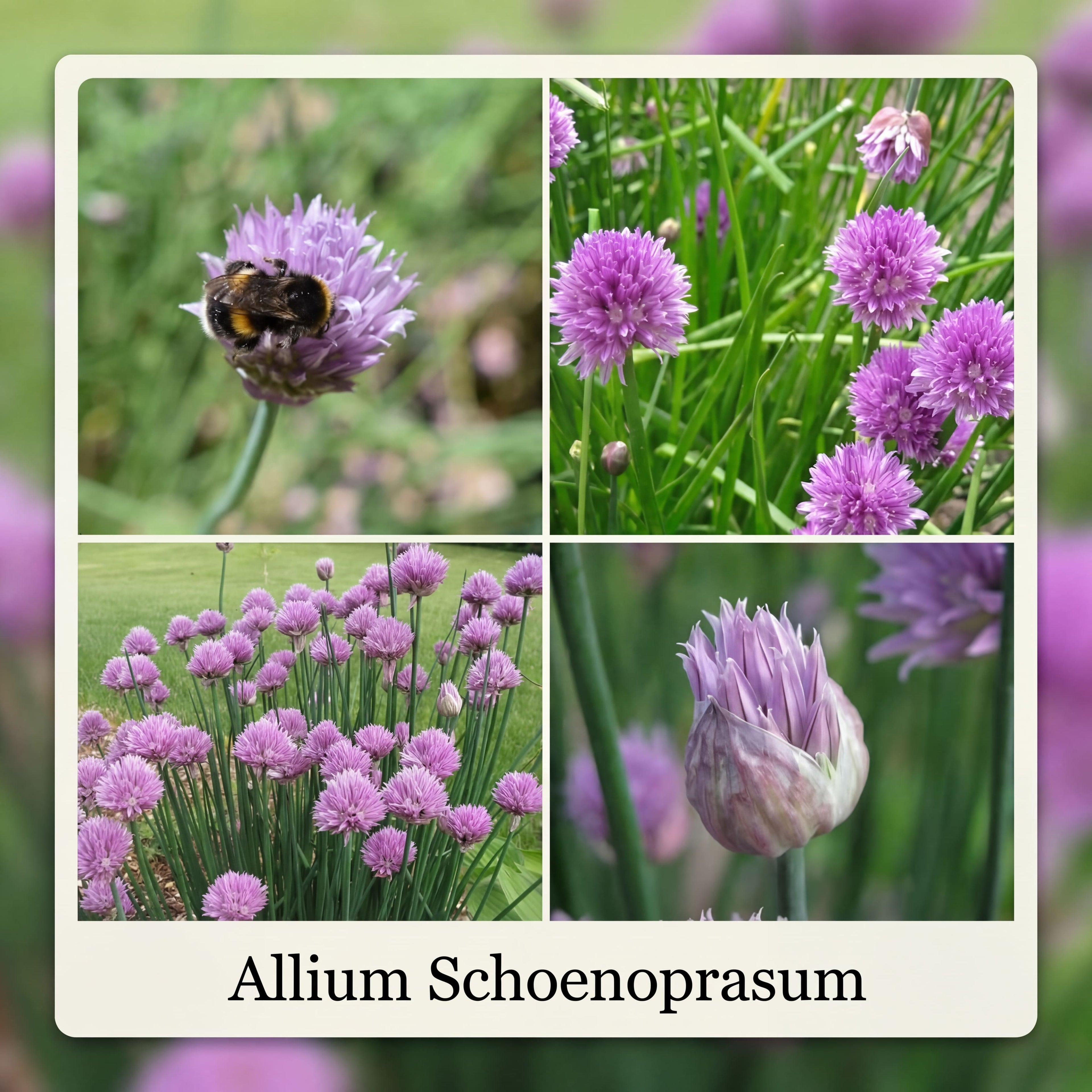 Collection Bee Buffet Garden