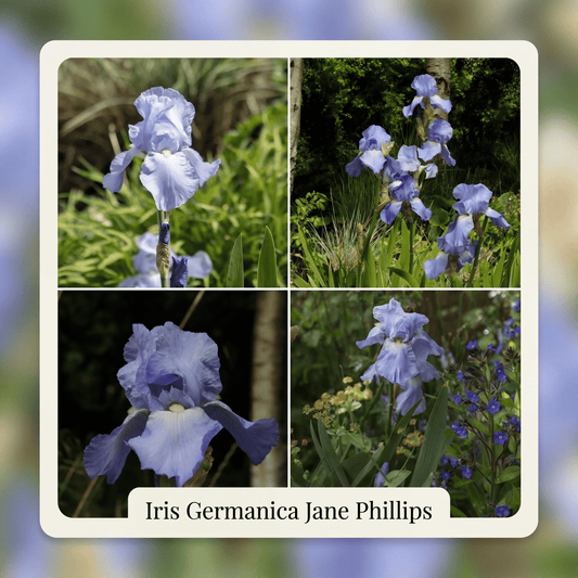 Collection Bee Buffet Garden