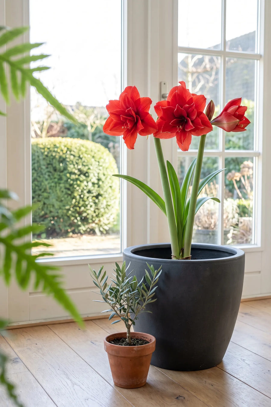 Hippeastrum Cherry Nymph — in pot op terras