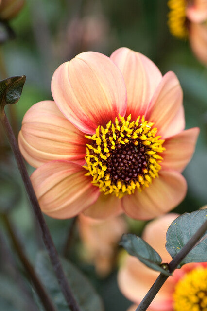 Dahlia HS First Love