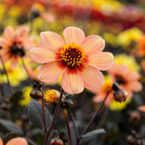 Collection Unique Hearts