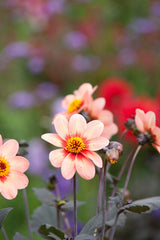 Dahlia HS First Love