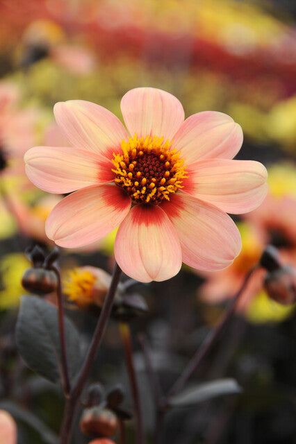 Dahlia HS First Love