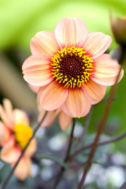 Dahlia HS First Love