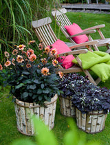 Dahlia HS First Love