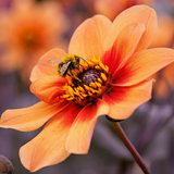 Collection Unique Hearts