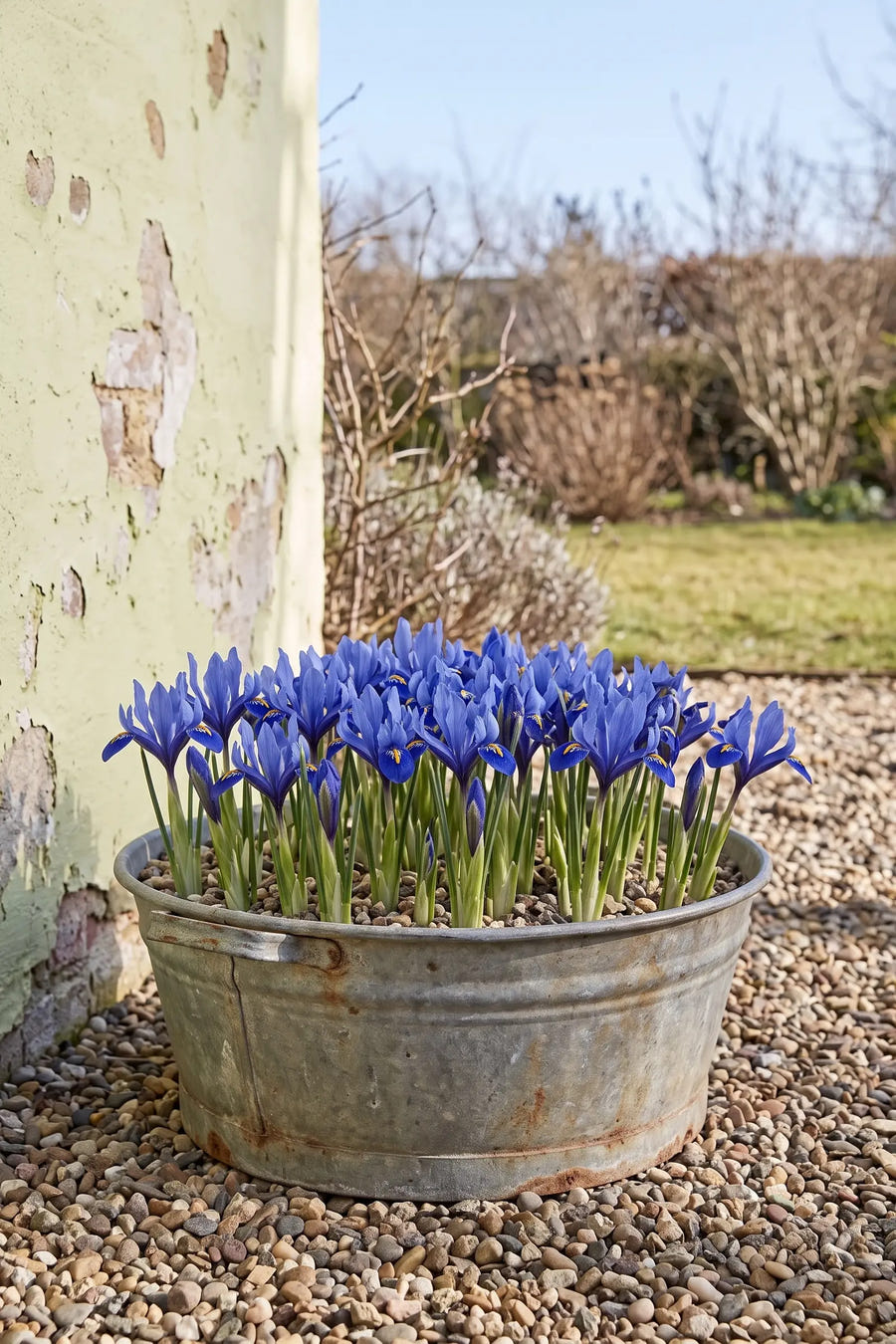 Iris Blue — in pot op terras
