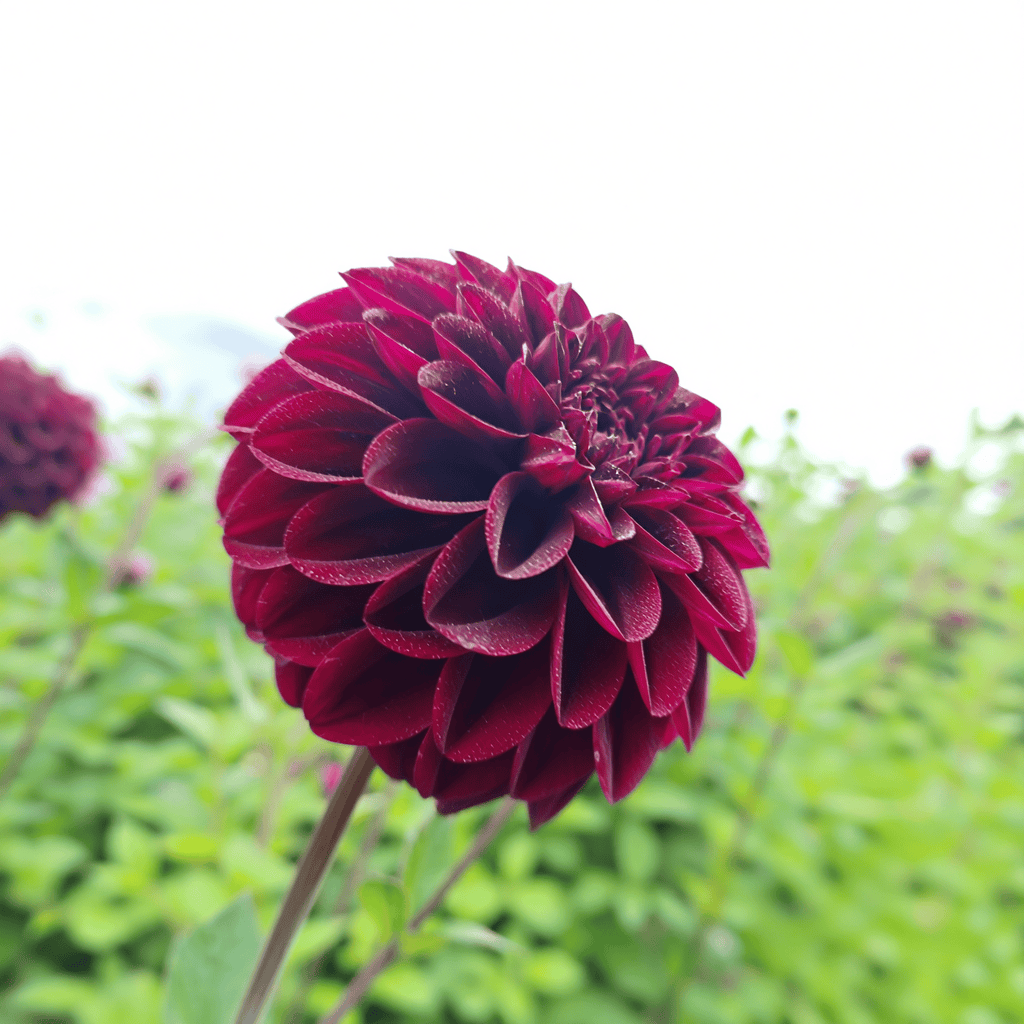Dahlia Isas Darkness