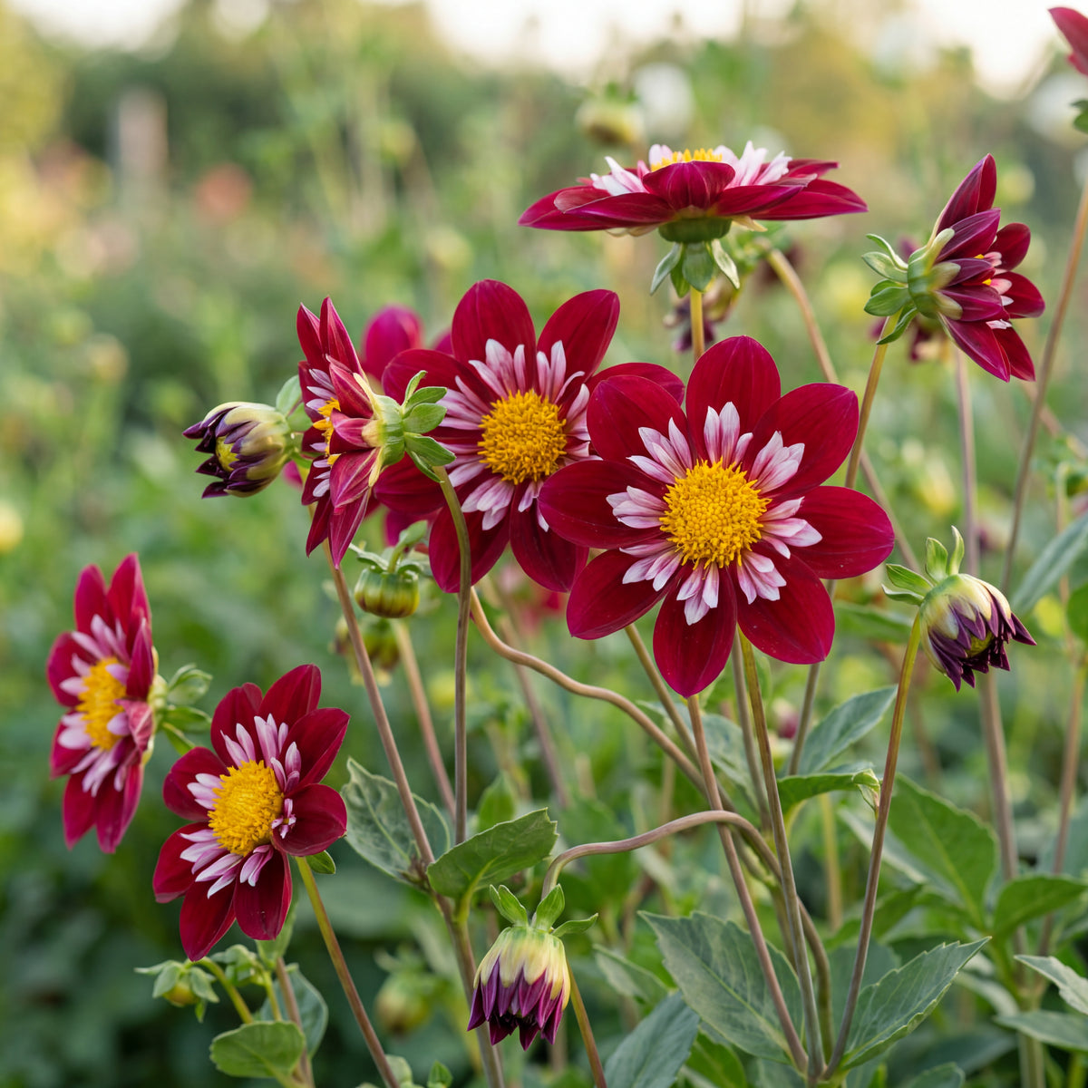 Collection Petals of Passion
