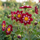 Collection Petals of Passion