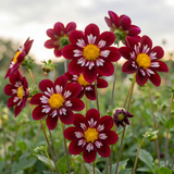 Collection Petals of Passion