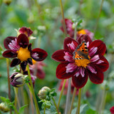 Collection Petals of Passion