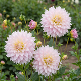 Collection Classic Romance