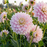 Collection Pink Hearts