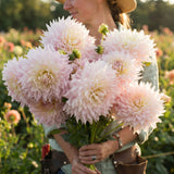 Collection Velvet Hearts