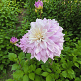 Dahlia Kas Cloud