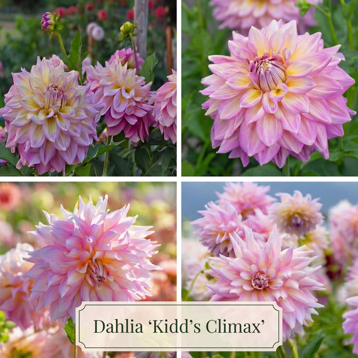 Dahlia Summer Garden Box