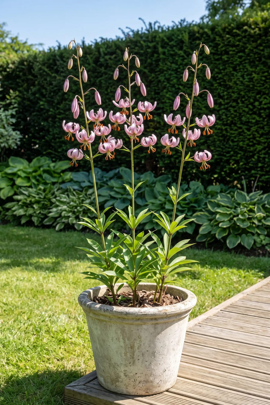 Lilium Pink Morning — in pot op terras