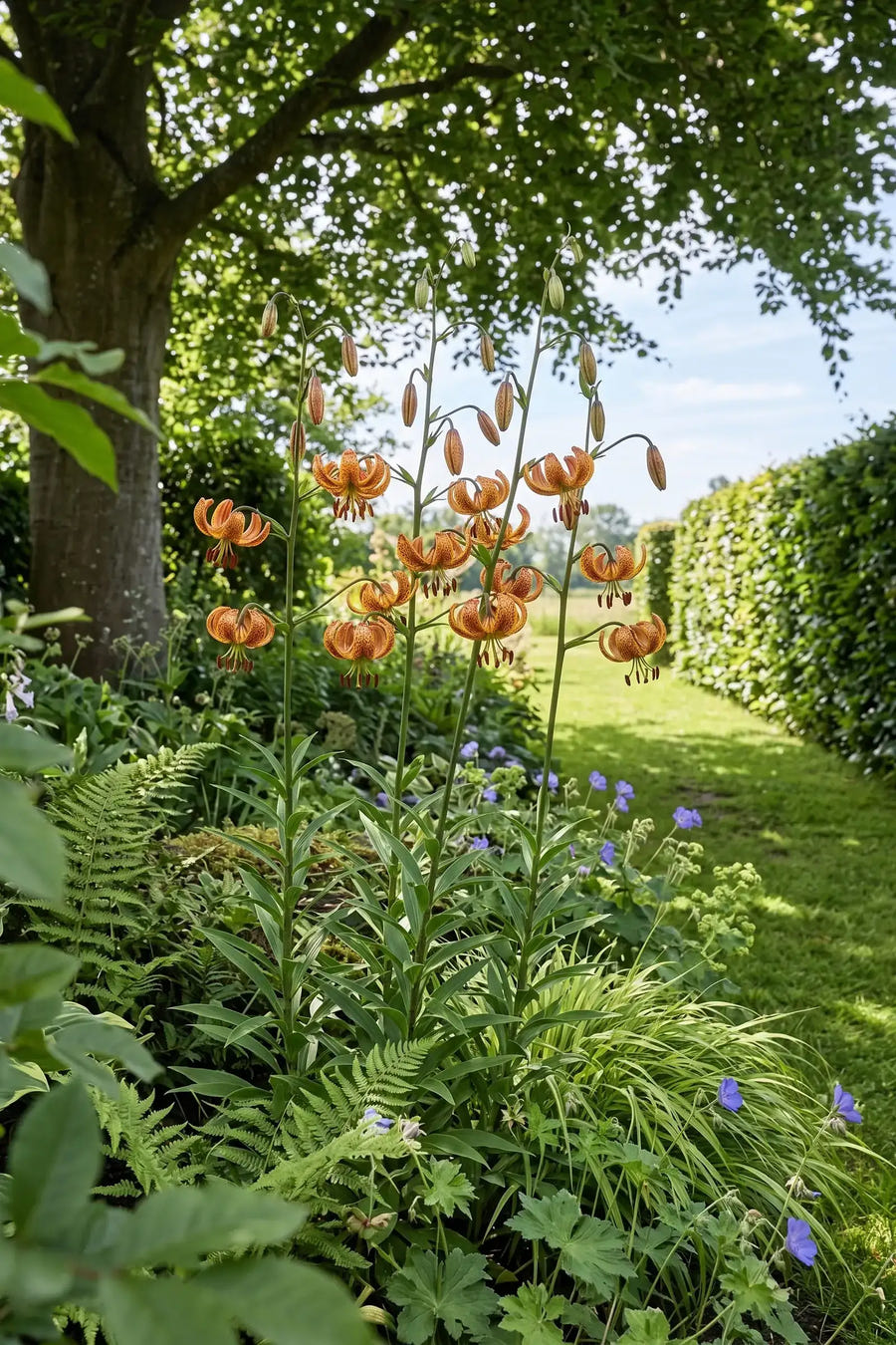 Lilium Sunny Morning — in de border, extra beeld