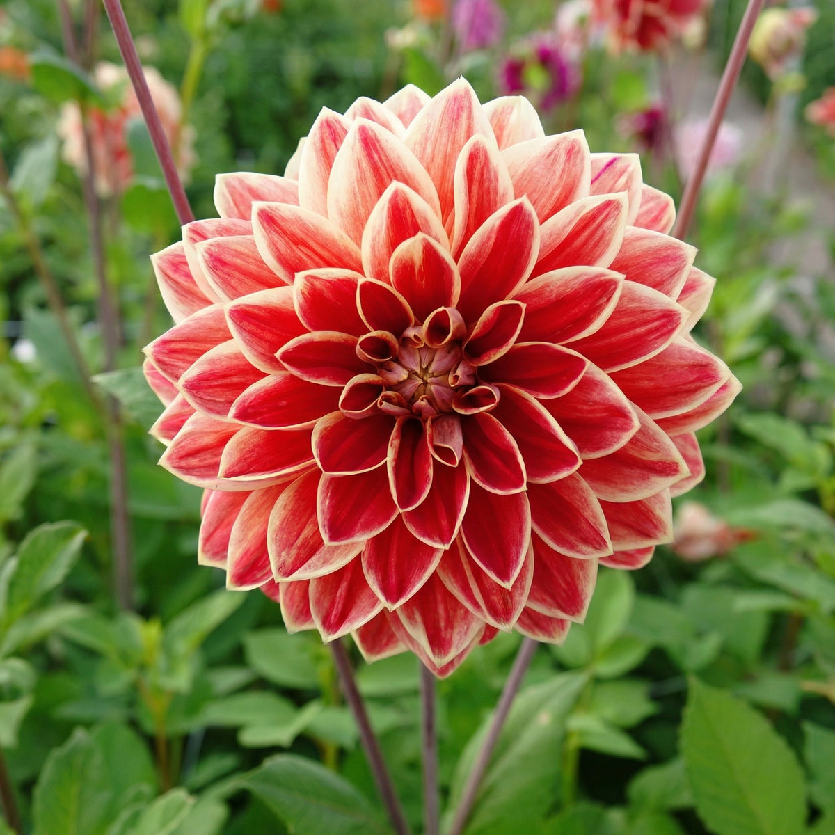 Collection Velvet Hearts