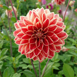 Collection Velvet Hearts