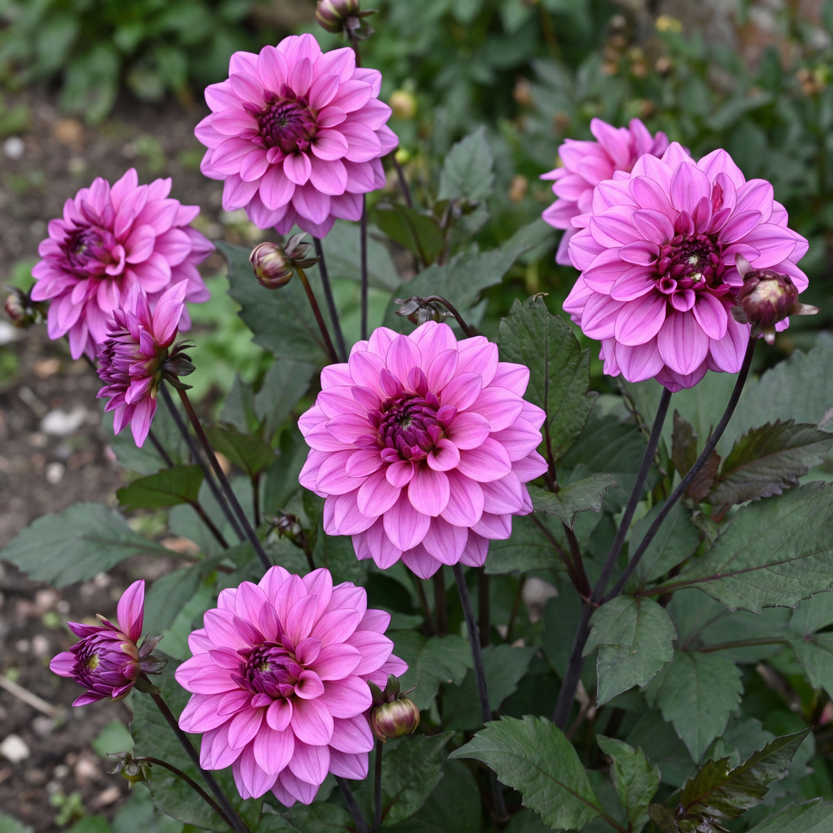 Collection Pink Hearts