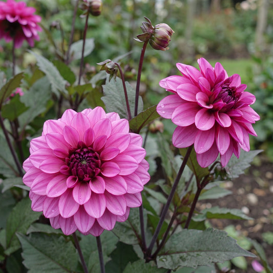 Dahlia Melissa Anne Marijke