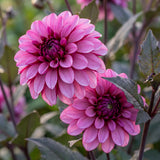 Collection Pink Hearts