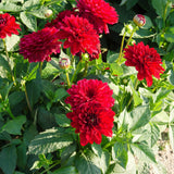 Dahlia Melody Mambo