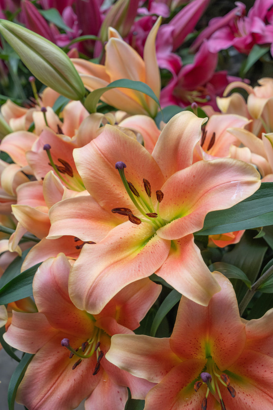 Lilium Zelmira