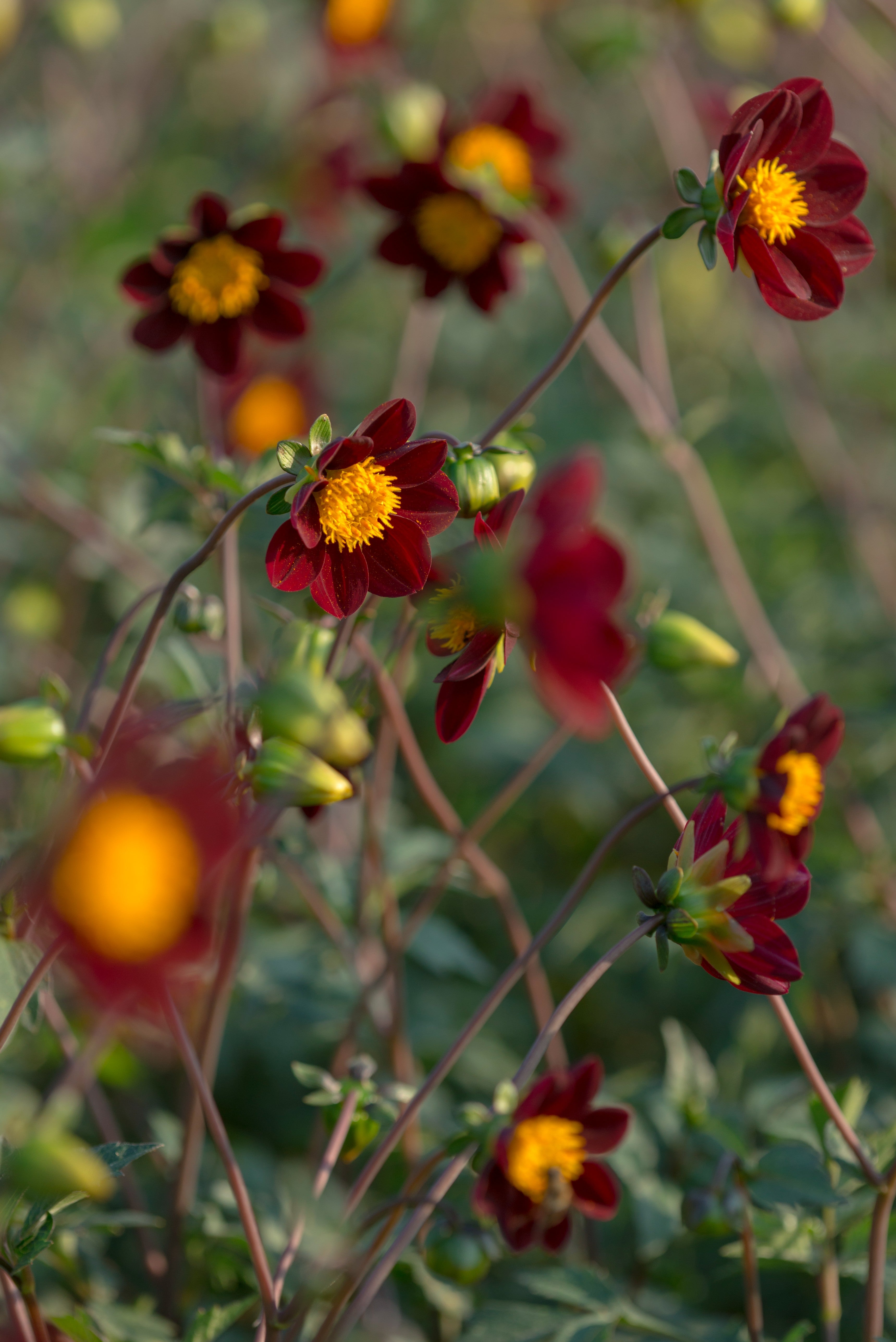 Cosmos Mexican Star