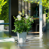 Collection Growing Love