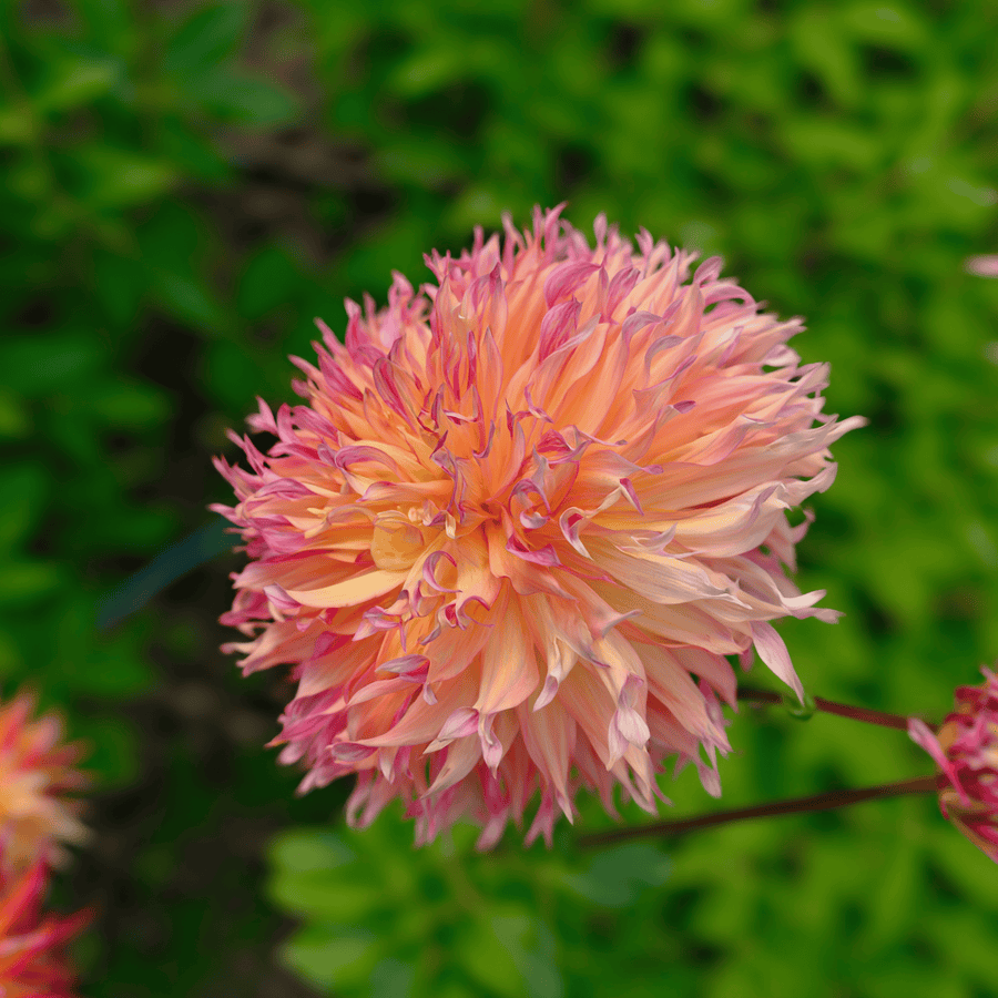 Dahlia Myrtl Folly