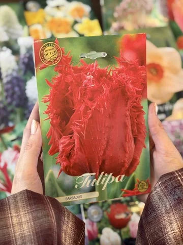Handen met een zakje tulpenbollen