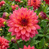 Collection Pink Hearts