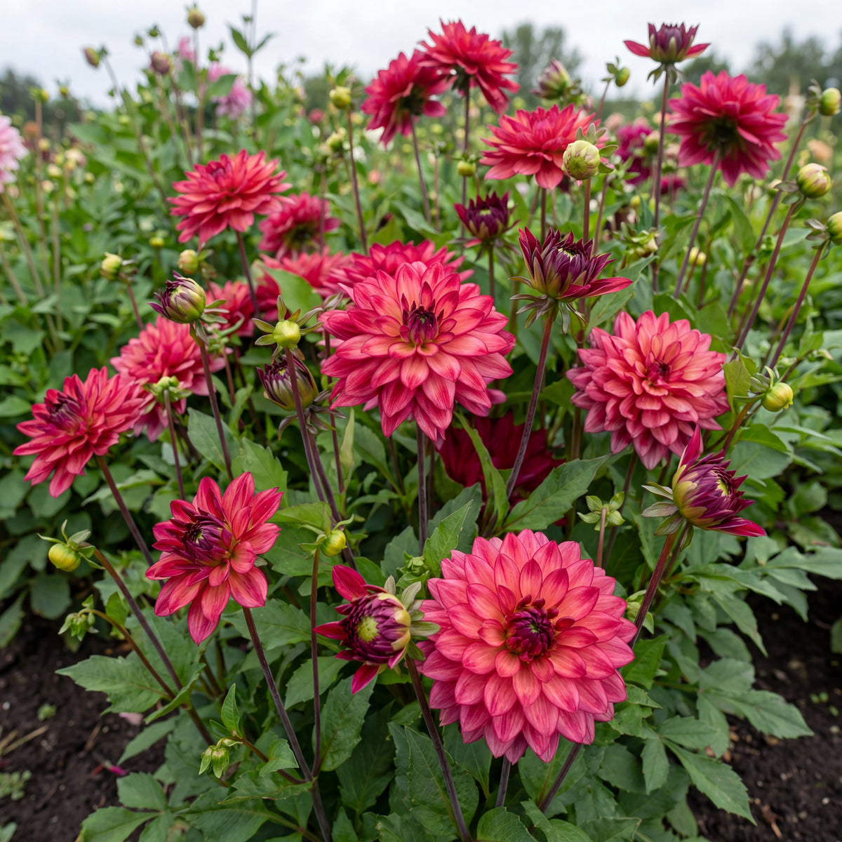 Collection Pink Hearts