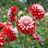 Collection Petals of Passion