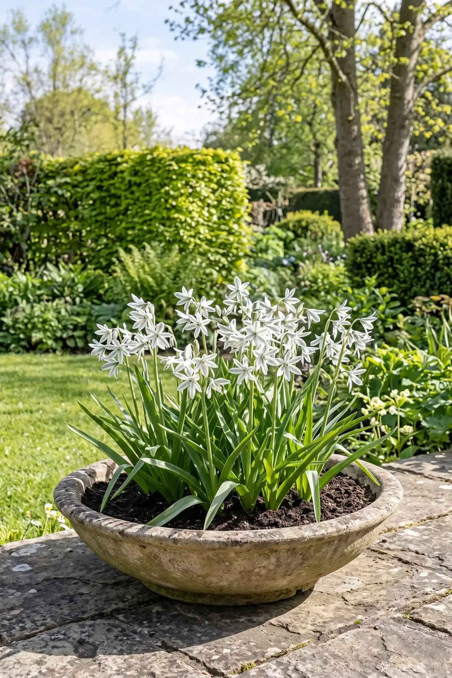 Ornithogalum Nutans — in pot op terras, extra beeld
